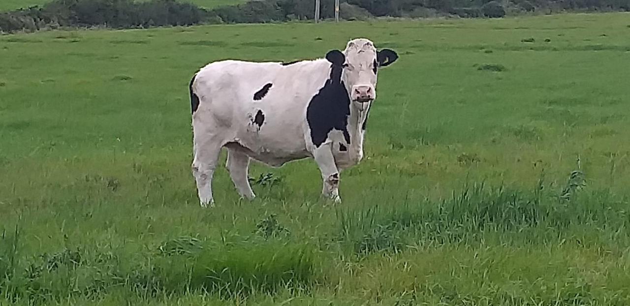 Murphys Irish Farmhouse Трали Экстерьер фото